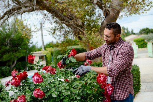 Sustainable gardening practices in an urban Hoxton garden