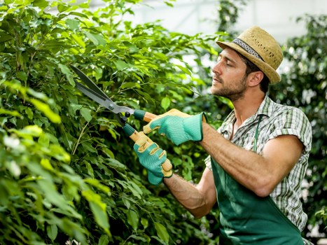 Healthy green lawn maintained by experts